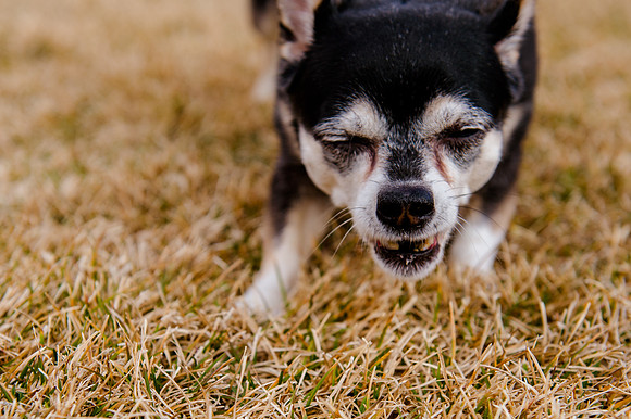 pets (206 of 271)