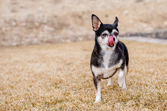 pets (179 of 271)