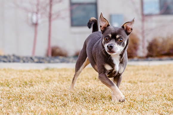 pets (99 of 271)