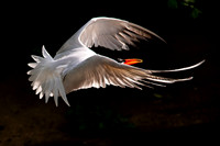 Ready to Hatch – Tracy Aviary’s Signature Spring Fundraise5448