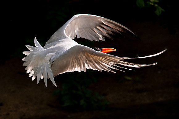Ready to Hatch – Tracy Aviary’s Signature Spring Fundraise5448