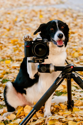 A Nikon camera mounted on a Manfrotto tripod, with a dog pressing the camera shutter with a smile on its face. Surrounding them are yellow fall leaves on the ground.