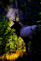Bull Elk