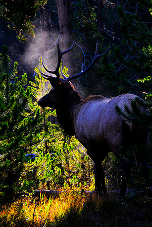 Bull Elk