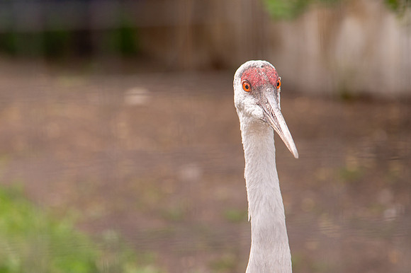 Ready to Hatch – Tracy Aviary’s Signature Spring Fundraise5548