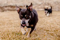 pets (141 of 271)
