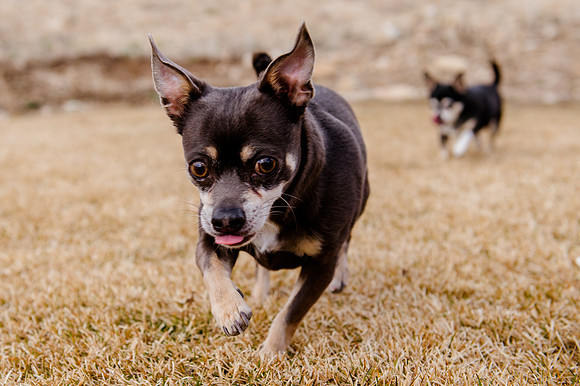 pets (141 of 271)