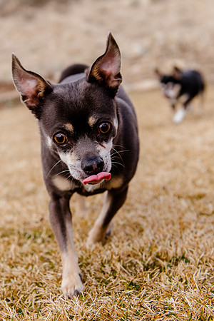 pets (142 of 271)