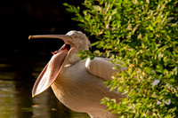 Ready to Hatch – Tracy Aviary’s Signature Spring Fundraise5347