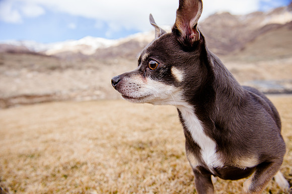 pets (135 of 271)