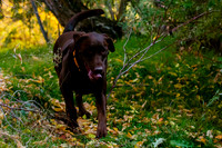 Fall Family Pictures in Salt Lake City, Utah.