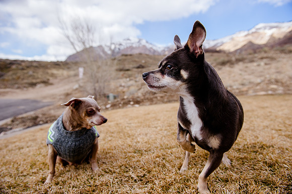 pets (197 of 271)