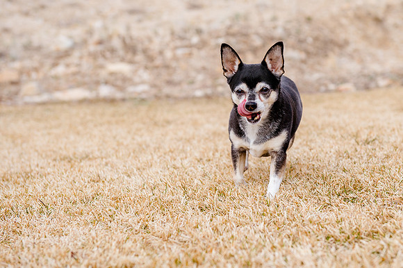 pets (156 of 271)