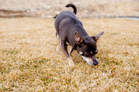 pets (131 of 271)