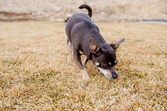 pets (131 of 271)
