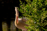 Ready to Hatch – Tracy Aviary’s Signature Spring Fundraise5351