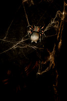 Herrmann Halloween-1402