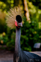 Birdlesquel128086