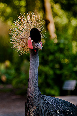 Birdlesquel128086