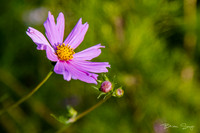 Birdlesque 2019_DSC5383