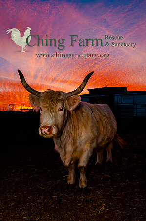 Ching Farm Calendar