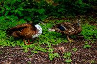 Family Outing at Tracey Aviary-1473