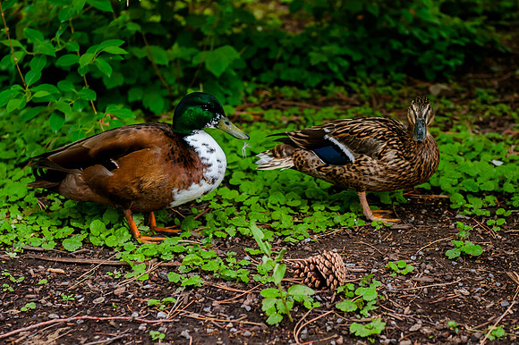 Family Outing at Tracey Aviary-1473