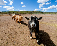 Ching Farm with spring clouds-5976
