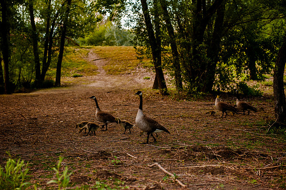 Wheeler Farm-2797