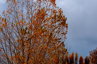 Back Yard Light-9809