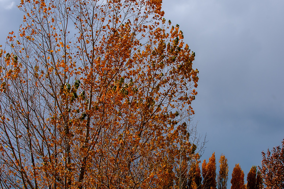 Back Yard Light-9809