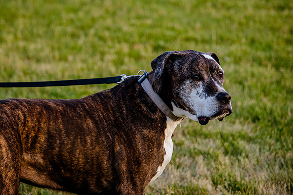 Stark_DSC1617