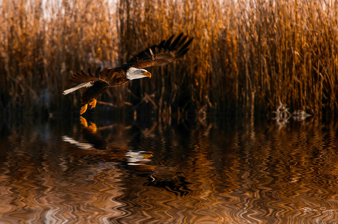 Brian Smyer's 2013 editor's picks--14