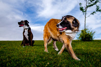 Stark_DSC0231