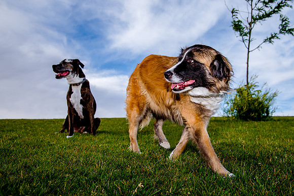 Stark_DSC0231