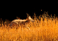 yellowstone 552
