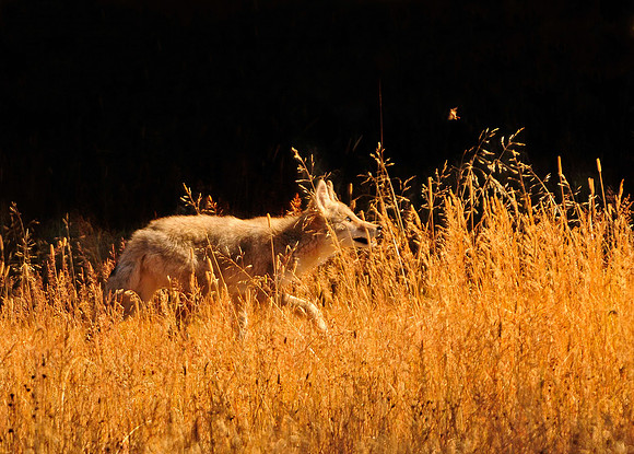 yellowstone 552