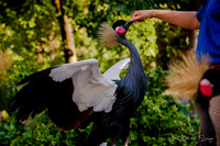 Birdlesquel128083