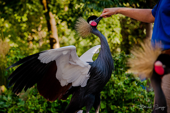Birdlesquel128083