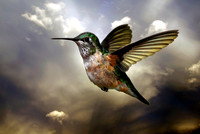 Hummingbird in Storm