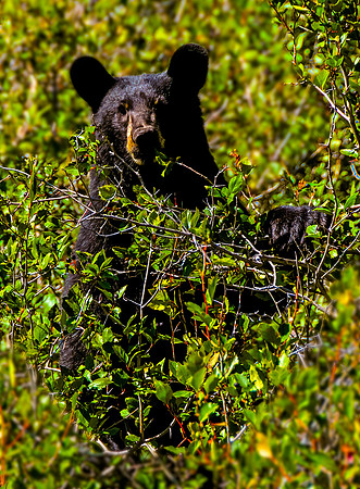Black Bear Paw