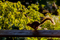 Birdlesquel128090