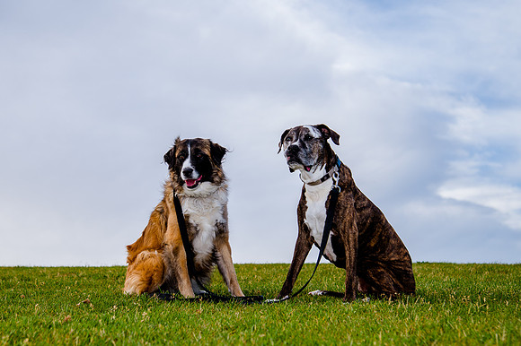 Stark_DSC0439