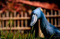 Skeksis Smile