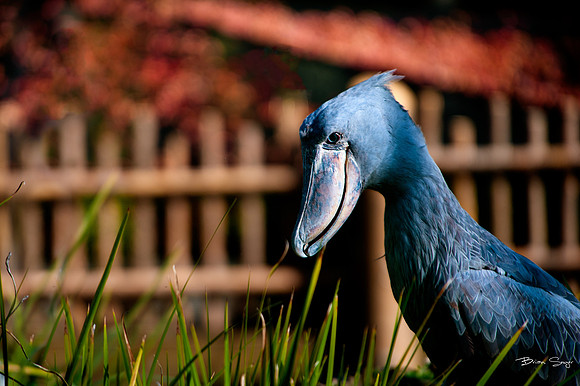 Skeksis Smile