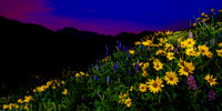 Wildflowers of Albion Basin, Utah