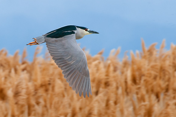 Night Heron