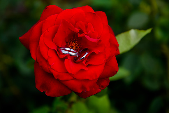 _DSC4337