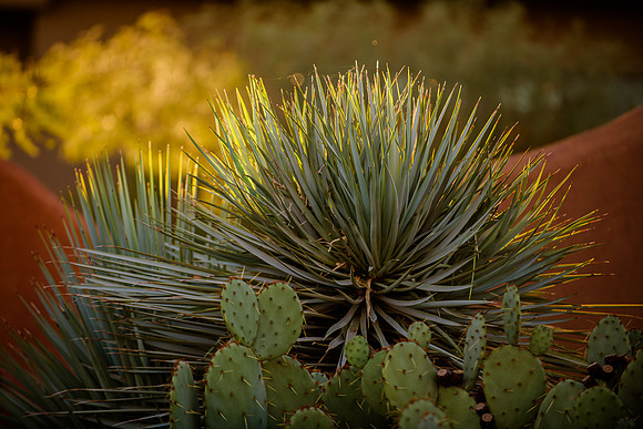 Wedding at Entrada29147