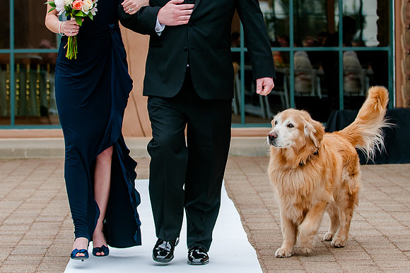 Pet dog is the ring bearer at this wedding